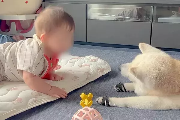赤ちゃんが『大好きな老犬』に触ろうとした結果→『どうするのかな』と見ていたら、恐る恐る…あまりに尊い光景が12万再生「なんて優しい時間」