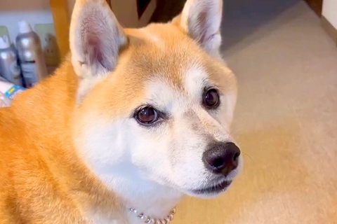 犬に『お茶持ってこれる？』とお願いした結果→突然走り出して…戻ってきた時の『まさかの光景』が118万再生「天才」「思ったよりデカくて草」