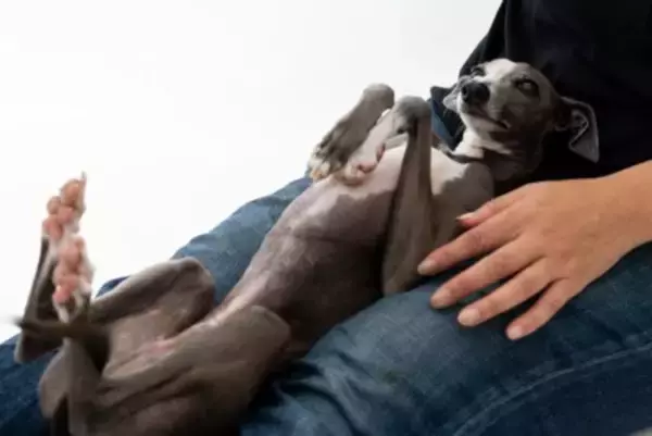 犬をリラックスさせるリラックスポジションとは？手段と結果を間違えたら犬を苦しめることになる