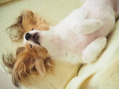 犬をリラックスさせるリラックスポジションとは？手段と結果を間違えたら犬を苦しめることになる