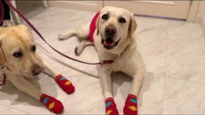 結婚式のリングドッグをすることになった大型犬…緊張のあまり見せた『想定外のハプニング』が4万再生「自由で草」「笑いと感動ありがとうｗ」