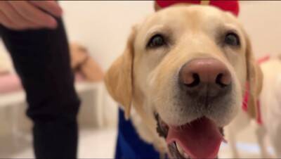 結婚式のリングドッグをすることになった大型犬…緊張のあまり見せた『想定外のハプニング』が4万再生「自由で草」「笑いと感動ありがとうｗ」