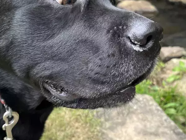 水が嫌いな大型犬が『川を初めて間近で見た』結果…面白すぎる『嫌悪感丸出しな表情』に2万いいね集まる「げえ！って顔ｗ」「可愛すぎる」