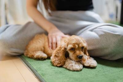 犬が『いじけている』ときにみせるサイン５選　ふてくされる原因やご機嫌にするためにできることまで