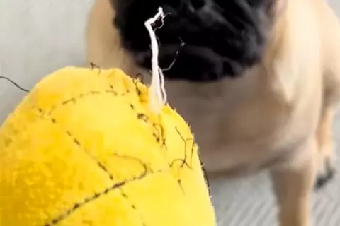 犬のおもちゃがボロボロになってしまったので、捨てようとしたら⋯アニメのような『まさかの表情』が55万再生「人間味ｗ」「捨てにくくて草」