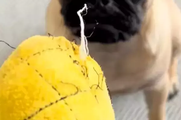 犬のおもちゃがボロボロになってしまったので、捨てようとしたら⋯アニメのような『まさかの表情』が55万再生「人間味ｗ」「捨てにくくて草」