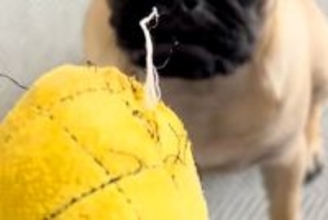 犬のおもちゃがボロボロになってしまったので、捨てようとしたら⋯アニメのような『まさかの表情』が55万再生「人間味ｗ」「捨てにくくて草」