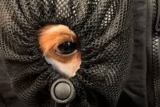 リュックに入っている2匹の犬が『小さな穴』を見つけた結果…まさかの『反応の違い』に爆笑続出「吹き出したｗｗ」「面白すぎる」と6万再生