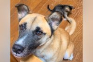 子猫が元保護犬のしっぽを『おもちゃと勘違いした』結果…可愛すぎて笑っちゃう『平和な光景』に反響「ずっと見ていたい」「幸せの無駄がない」