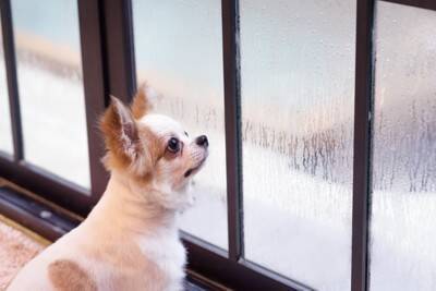 小型犬に必要な『一日の散歩量』とは？毎日行くべきなの？適切な頻度まで