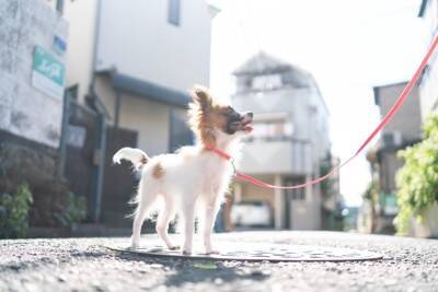 小型犬に必要な『一日の散歩量』とは？毎日行くべきなの？適切な頻度まで