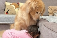 1歳の女の子が『大型犬が落ち込んでいる』と察した結果→言葉の壁を超えた『尊い光景』が11万再生「なんて優しいんだ…」「幸せが溢れている」