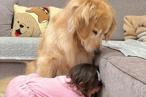 1歳の女の子が『大型犬が落ち込んでいる』と察した結果→言葉の壁を超えた『尊い光景』が11万再生「なんて優しいんだ…」「幸せが溢れている」