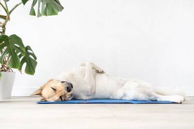 犬の熱中症『危険な初期症状』７選　暑さによる体調不良の原因や知っておきたい応急処置まで