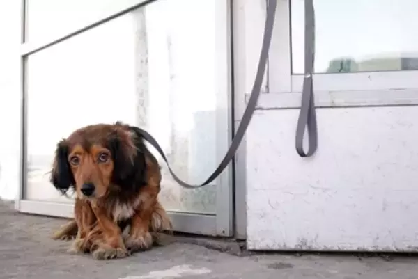 犬との関係性が悪化する『絶対NG行為』5選　愛犬からの信頼を失う飼い主の行動とは？