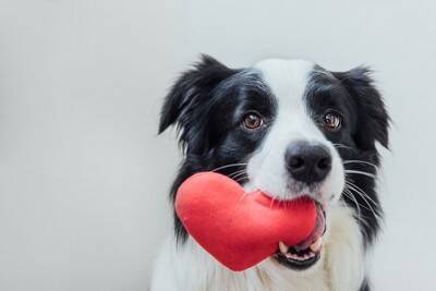犬との関係性が悪化する『絶対NG行為』5選　愛犬からの信頼を失う飼い主の行動とは？