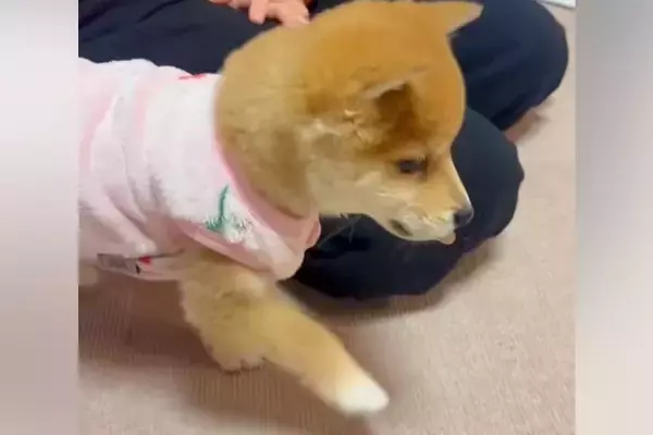 元気に走り回る子犬に『初めて服を着せてみた』結果→歩き方を忘れてしまい…『愛おしすぎる動き方』が7万再生「とてとて歩きｗ」「可愛すぎ」