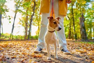 犬に『銀杏』は危険なの？拾い食いさせないための対策や誤食した場合の応急処置まで