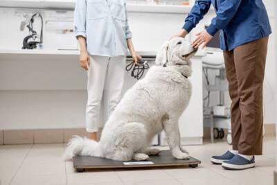 犬に『銀杏』は危険なの？拾い食いさせないための対策や誤食した場合の応急処置まで