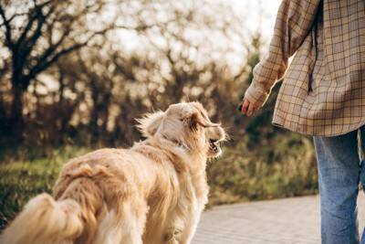 犬に『銀杏』は危険なの？拾い食いさせないための対策や誤食した場合の応急処置まで