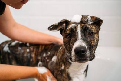 犬の『毛質が悪くなってしまう』NG行動4つ　間違ったお手入れ方法とは？