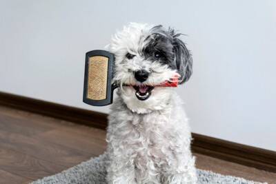 犬の『毛質が悪くなってしまう』NG行動4つ　間違ったお手入れ方法とは？