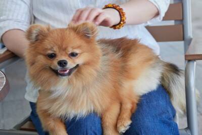 犬の『毛質が悪くなってしまう』NG行動4つ　間違ったお手入れ方法とは？