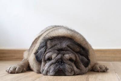 犬の『冬太り』を防ぐ方法4つ　あなたの愛犬は大丈夫？肥満がもたらす健康被害まで