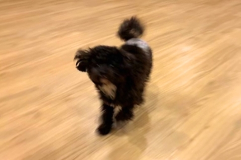 犬を初めて『ペットホテル』に預けた結果→『寂しがるかな』と思ったら…衝撃的な光景が55万再生「大満喫してて草」「素敵すぎる」と絶賛の声