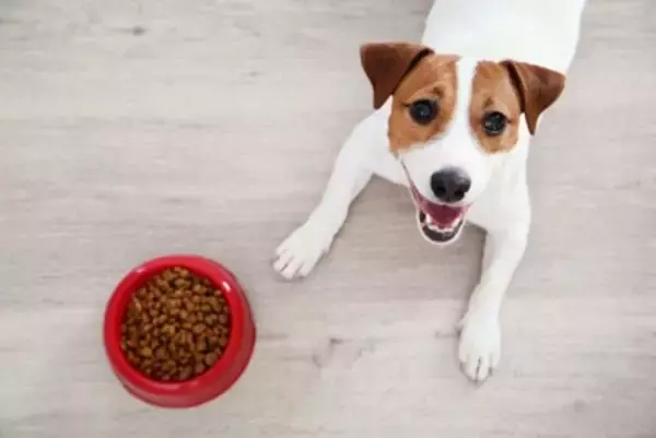 犬の食物アレルギーは『二人三脚』で治す病気。飼い主と病院の連携が鍵になる理由【獣医師執筆】