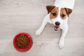 犬の食物アレルギーは『二人三脚』で治す病気。飼い主と病院の連携が鍵になる理由【獣医師執筆】