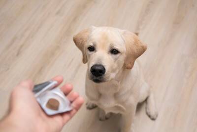 犬の食物アレルギーは『二人三脚』で治す病気。飼い主と病院の連携が鍵になる理由【獣医師執筆】