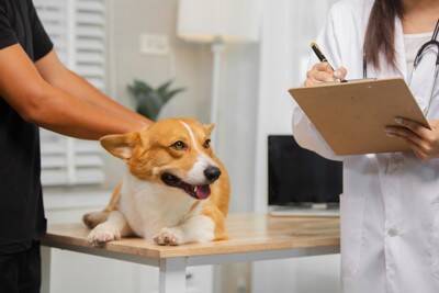 犬の食物アレルギーは『二人三脚』で治す病気。飼い主と病院の連携が鍵になる理由【獣医師執筆】