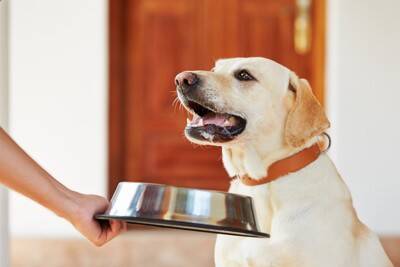 犬の食物アレルギーは『二人三脚』で治す病気。飼い主と病院の連携が鍵になる理由【獣医師執筆】