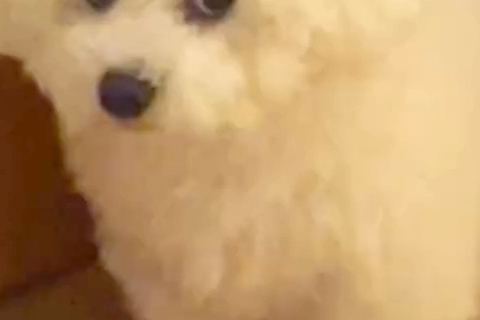焼肉を食べて帰った結果→いつもは可愛らしい顔の犬が…同じワンコとは思えない『まさかの表情』に24万再生の反響「目がｗｗ」「激おこで草」