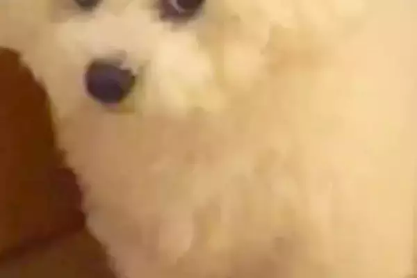 焼肉を食べて帰った結果→いつもは可愛らしい顔の犬が…同じワンコとは思えない『まさかの表情』に24万再生の反響「目がｗｗ」「激おこで草」
