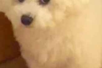 焼肉を食べて帰った結果→いつもは可愛らしい顔の犬が…同じワンコとは思えない『まさかの表情』に24万再生の反響「目がｗｗ」「激おこで草」