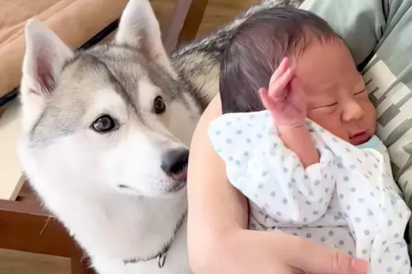 出産を終えた女性→1週間ぶりに赤ちゃんを連れて帰宅すると、大型犬が近づいて…あまりにも尊い『初対面の光景』が77万再生「涙が…」「素敵」