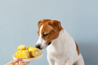 犬に『トウモロコシ』を与えるときのタブー行為５選　絶対NGな食べさせ方や一日の適正量まで