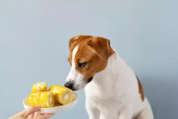 犬に『トウモロコシ』を与えるときのタブー行為５選　絶対NGな食べさせ方や一日の適正量まで