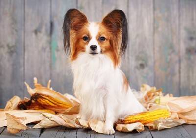 犬に『トウモロコシ』を与えるときのタブー行為５選　絶対NGな食べさせ方や一日の適正量まで