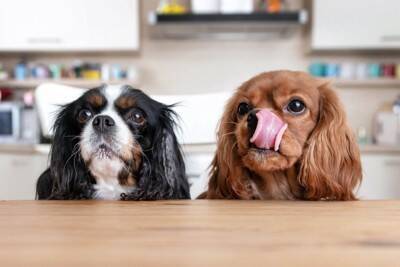 犬に『トウモロコシ』を与えるときのタブー行為５選　絶対NGな食べさせ方や一日の適正量まで