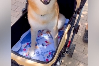 お散歩が大嫌いな犬を『カートに乗せてみた』結果→『嫌がるかな』と思いきや…予想外の反応が44万再生「文句言ってたのにｗｗ」「笑顔が最高」