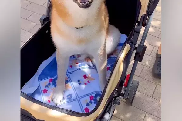 お散歩が大嫌いな犬を『カートに乗せてみた』結果→『嫌がるかな』と思いきや…予想外の反応が44万再生「文句言ってたのにｗｗ」「笑顔が最高」