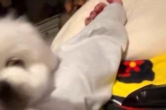 体調不良で寝る女性→犬が近くにきたので『心配してくれたのかな』と思ったら…まさかの展開に2万いいね「ぐりんぐりんで草」「私もされたいｗ」