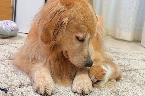 保護子猫が行方不明に→お世話をしていた大型犬が、心配で探して…見つかった瞬間の『尊すぎる光景』が38万再生「母性爆発してる」「優しい世界」