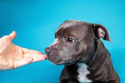 犬が『大嫌いな人』にする行動7選　拒絶しているサインや嫌われているかどうかの判断基準まで