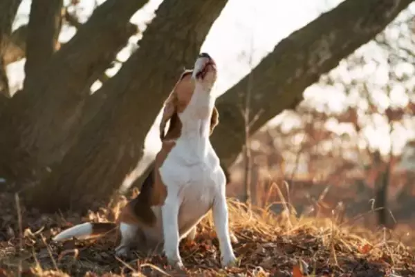 犬が『悲しい』と思っているときにする行動5選　愛犬を安心させるために飼い主がすべき接し方とは？
