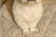 深夜3時、赤ちゃんに授乳をしようとするママ→ふと横を見てみると、犬が…優しくて心強い『尊い光景』が17万再生「参加してる」「優しい子」