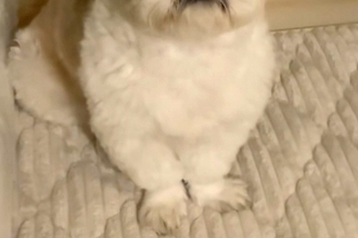 深夜3時、赤ちゃんに授乳をしようとするママ→ふと横を見てみると、犬が…優しくて心強い『尊い光景』が17万再生「参加してる」「優しい子」